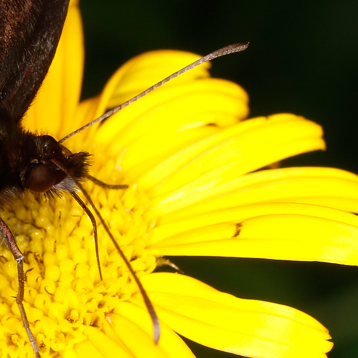 Nymphalidae Satyrinae: Erebia oeme?